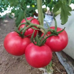 自然熟 无公害 普罗旺斯西红柿（5斤）